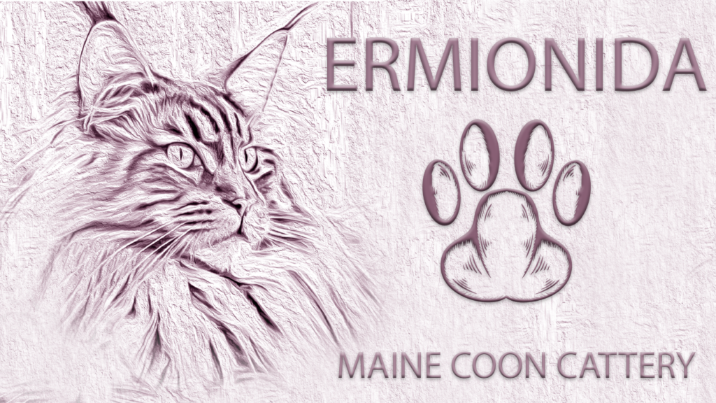 maine coon γάτα