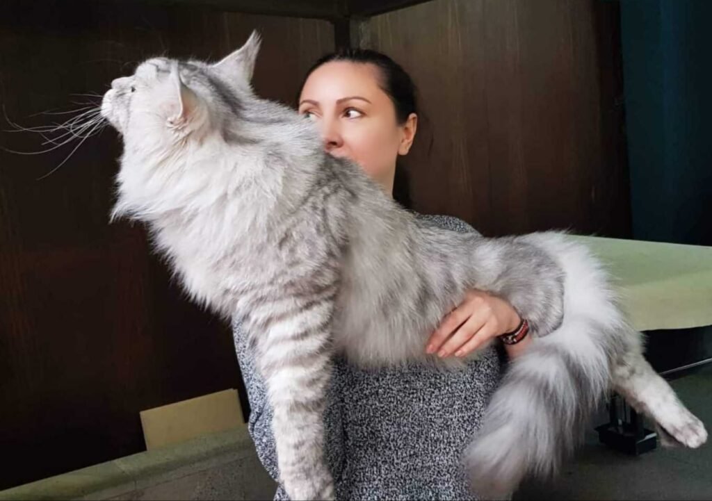 maine coon ermionida